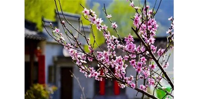 阳春三月，杏盛娱乐一大波展会即将来袭，您准备好了吗？
